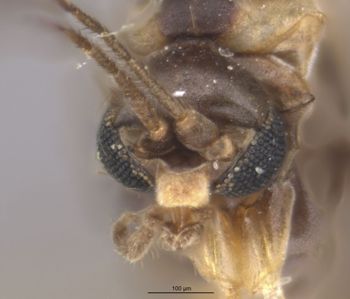 Media type: image;   Entomology 10395 Aspect: head frontal view